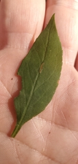 Solidago ulmifolia palmeri