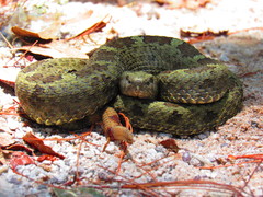 Crotalus aquilus