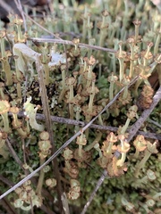 Cladonia rappii