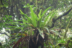 Niphidium crassifolium