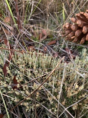 Cladonia rappii