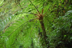 Cyathea delgadii