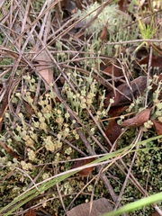 Cladonia rappii