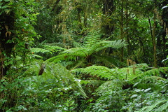 Cyathea delgadii
