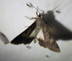 Melipotis agrotoides