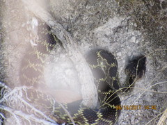 Crotalus molossus