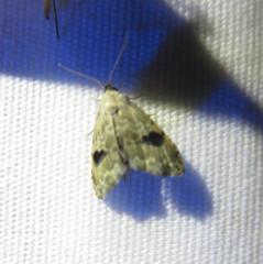 Abablemma duomaculata