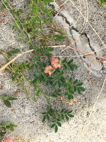 Creeping Indigo