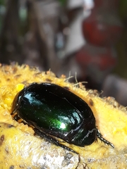Lagochile emarginata