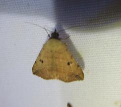 Hemeroplanis floccalis