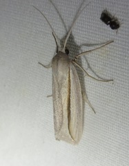 Doryodes tenuistriga