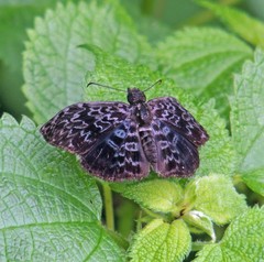 Cycloglypha thrasibulus