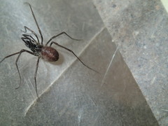 Oskoron spinosus