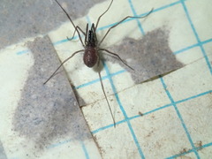 Oskoron spinosus
