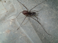 Oskoron spinosus