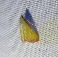 Xanthostege roseiterminalis