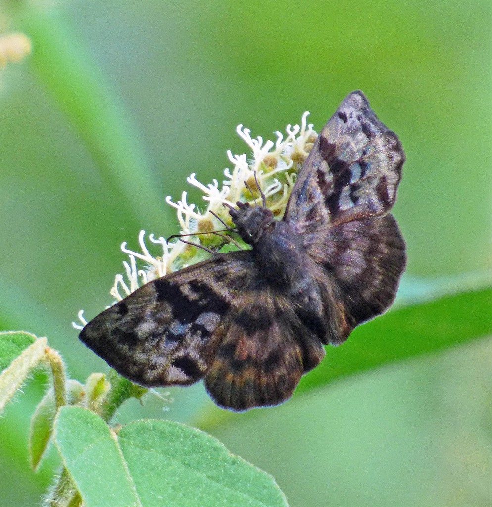 Common Bent-Skipper