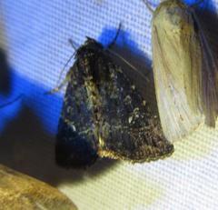 Condica albigera
