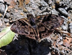 Ebrietas anacreon anacreon