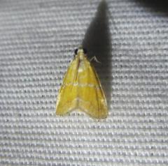 Xanthophysa psychicalis