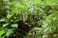 Stachyurus