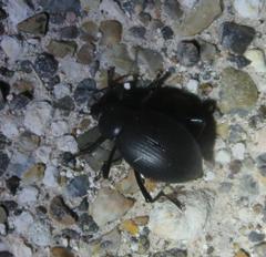 Eleodes spinipes ventricosus