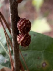 Kokkocynips difficilis