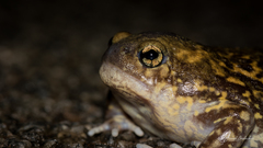 Uperodon systoma