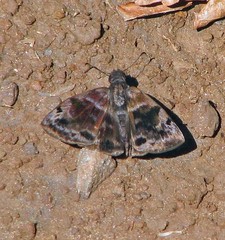 Ebrietas anacreon anacreon