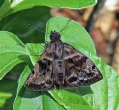 Ebrietas anacreon anacreon