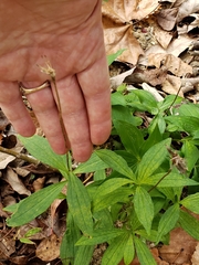 Marshallia trinervia