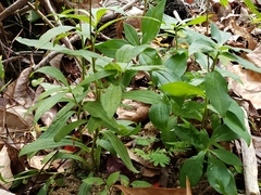 Marshallia trinervia