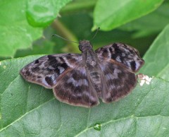 Ebrietas anacreon anacreon