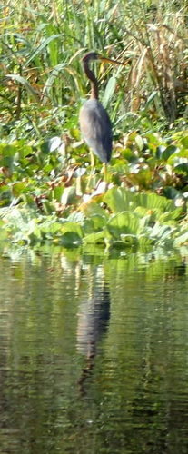 Egretta tricolor image