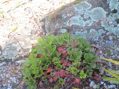 Saxifraga