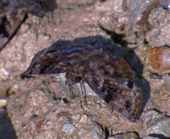 Ebrietas anacreon anacreon