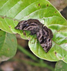Ebrietas anacreon anacreon