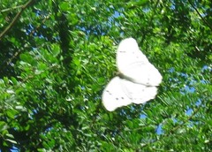 Morpho polyphemus polyphemus