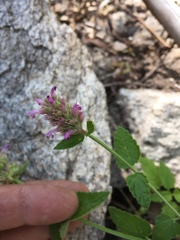 Agastache breviflora