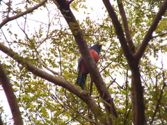 Trogon melanurus