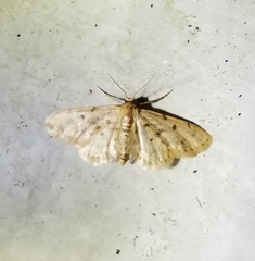 Idaea bonifata