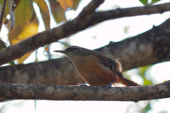 Cantorchilus leucotis