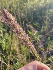 Anthenantia rufa