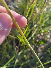 Anthenantia rufa
