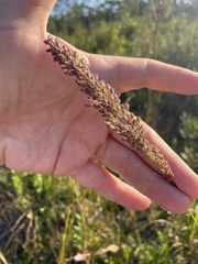Anthenantia rufa