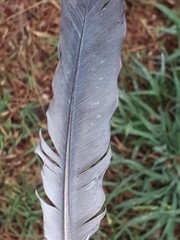 Vanellus chilensis