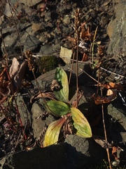Plantago camtschatica