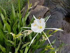 Hymenocallis coronaria