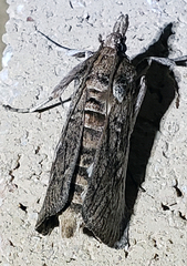 Melitara subumbrella