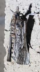 Melitara subumbrella